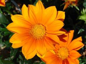 gazania